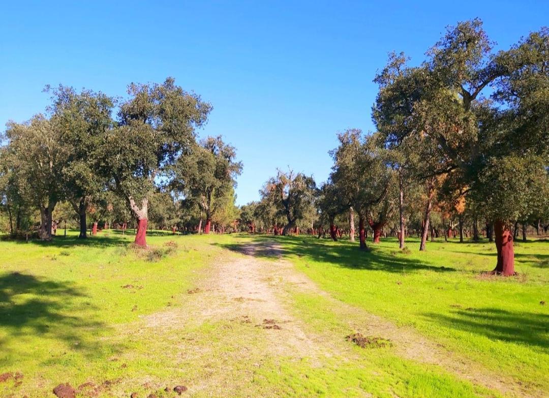 Casas Herdade Do Convento Da Serra Almeirim Buitenkant foto